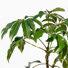 画像をギャラリービューアに読み込む, ツピタンサス 8号 沖縄の観葉植物 No.215