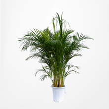 画像をギャラリービューアに読み込む, アレカヤシ 10号 沖縄の観葉植物 高さ約180cm No.16〜112