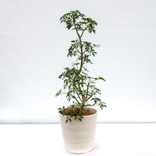画像をギャラリービューアに読み込む, シェフレラコンパクタ 8号 沖縄の観葉植物 No.200