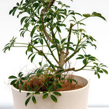 画像をギャラリービューアに読み込む, シェフレラコンパクタ 8号 沖縄の観葉植物 No.200