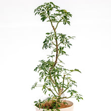 画像をギャラリービューアに読み込む, シェフレラコンパクタ 8号 沖縄の観葉植物 No.200