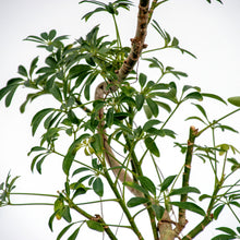 画像をギャラリービューアに読み込む, シェフレラコンパクタ 8号 沖縄の観葉植物 No.200