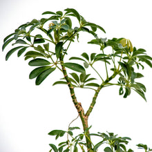 画像をギャラリービューアに読み込む, シェフレラコンパクタ 8号 沖縄の観葉植物 No.200