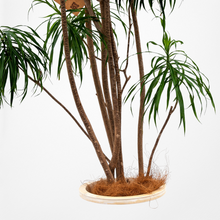 画像をギャラリービューアに読み込む, 【一点物】ドラセナ・リフレクサ 10号 沖縄の観葉植物 高さ約180cm No.132