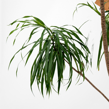 画像をギャラリービューアに読み込む, 【一点物】ドラセナ・リフレクサ 10号 沖縄の観葉植物 高さ約180cm No.132
