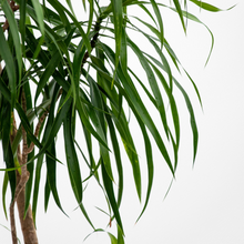 画像をギャラリービューアに読み込む, 【一点物】ドラセナ・リフレクサ 10号 沖縄の観葉植物 高さ約180cm No.132