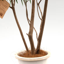 画像をギャラリービューアに読み込む, 【一点物】ドラセナ・リフレクサ 10号 沖縄の観葉植物 高さ約180cm No.133