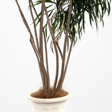 画像をギャラリービューアに読み込む, 【一点物】ドラセナ・リフレクサ 10号 沖縄の観葉植物 高さ約180cm No.136