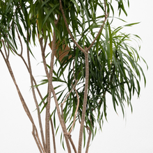 画像をギャラリービューアに読み込む, 【一点物】ドラセナ・リフレクサ 10号 沖縄の観葉植物 高さ約180cm No.136