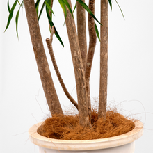 画像をギャラリービューアに読み込む, 【一点物】ドラセナ・リフレクサ 10号 沖縄の観葉植物 高さ約180cm No.130