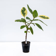 画像をギャラリービューアに読み込む, フィカス・アルテシーマ 6号 高さ約60~80cm 沖縄の観葉植物 No.34-37