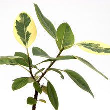 画像をギャラリービューアに読み込む, フィカス・アルテシーマ 6号 高さ約60~80cm 沖縄の観葉植物 No.34-37