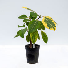 画像をギャラリービューアに読み込む, フィカス・アルテシーマ 6号 高さ約60~80cm 沖縄の観葉植物 No.34-37