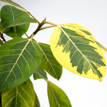 画像をギャラリービューアに読み込む, フィカス・アルテシーマ 6号 高さ約60~80cm 沖縄の観葉植物 No.34-37