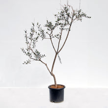 画像をギャラリービューアに読み込む, 香川で育ったオリーブの木 8号 鉢カバーセット