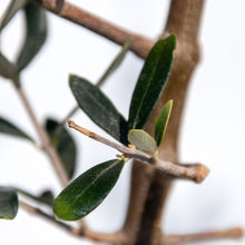 画像をギャラリービューアに読み込む, 香川で育ったオリーブの木 8号 鉢カバーセット