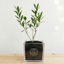 画像をギャラリービューアに読み込む, 【ボタニカルソイルCUBE観葉】テーブルプランツ(Table Plants) オリーブJ5