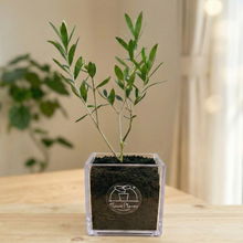 画像をギャラリービューアに読み込む, 【ボタニカルソイルCUBE観葉】テーブルプランツ(Table Plants) オリーブJ5