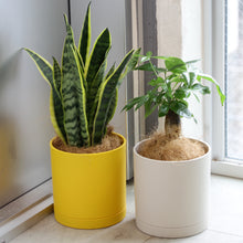 画像をギャラリービューアに読み込む, サンスベリア 5号 リサイクルシリンダーポットセット【SHEL'TTER GREENのおしゃれな植木鉢でお届け】