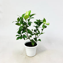画像をギャラリービューアに読み込む, 【数量限定】実付きレモンの木(リスボン) 5号 ※予約商品:6/29まで 出荷予定:7/4