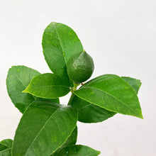 画像をギャラリービューアに読み込む, 【数量限定】実付きレモンの木(リスボン) 5号 ※予約商品:6/29まで 出荷予定:7/4