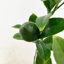 画像をギャラリービューアに読み込む, 【数量限定】実付きレモンの木(リスボン) 5号 ※予約商品:6/29まで 出荷予定:7/4