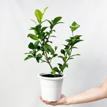 画像をギャラリービューアに読み込む, 【数量限定】実付きレモンの木(リスボン) 5号 ※予約商品:6/29まで 出荷予定:7/4