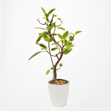 画像をギャラリービューアに読み込む, 【一点物】フィカス・アルテシーマ 8号 沖縄の観葉植物 高さ 約135cm No.124