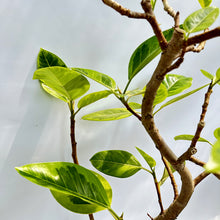画像をギャラリービューアに読み込む, 【一点物】フィカス・アルテシーマ 8号 沖縄の観葉植物 高さ 約135cm No.124