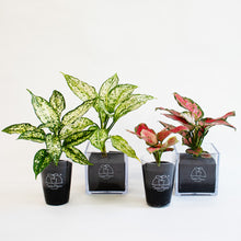 画像をギャラリービューアに読み込む, 【土を使わない観葉植物】テーブルプランツ(Table Plants) アグラオネマ