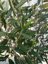 画像をギャラリービューアに読み込む, 香川で育ったオリーブの木(ネバディロブランコ) 8号 鉢カバーセット