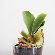 画像をギャラリービューアに読み込む, 【土を使わない観葉植物】テーブルプランツ(Table Plants) コウモリラン(ビカクシダ) ※数量限定