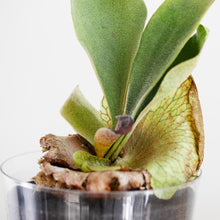 画像をギャラリービューアに読み込む, 【土を使わない観葉植物】テーブルプランツ(Table Plants) コウモリラン(ビカクシダ) ※数量限定