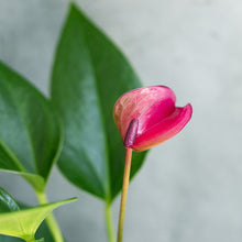 画像をギャラリービューアに読み込む, 【限定カラー】テーブルプランツ(TablePlants) アンスリウム ※土を使わない観葉植物
