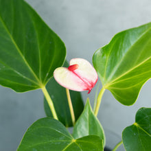 画像をギャラリービューアに読み込む, 【限定カラー】テーブルプランツ(TablePlants) アンスリウム ※土を使わない観葉植物