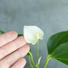 画像をギャラリービューアに読み込む, 【限定カラー】テーブルプランツ(TablePlants) アンスリウム ※土を使わない観葉植物