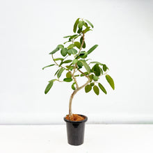 画像をギャラリービューアに読み込む, 【一点物】フィカス・ベンガレンシス 8号 高さ約140cm 沖縄の観葉植物 No.549