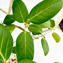 画像をギャラリービューアに読み込む, 【一点物】フィカス・ベンガレンシス 8号 高さ約140cm 沖縄の観葉植物 No.549