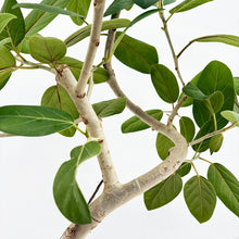 画像をギャラリービューアに読み込む, 【一点物】フィカス・ベンガレンシス 8号 高さ約140cm 沖縄の観葉植物 No.549