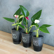 画像をギャラリービューアに読み込む, 【限定カラー】テーブルプランツ(TablePlants) アンスリウム ※土を使わない観葉植物