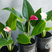 画像をギャラリービューアに読み込む, 【限定カラー】テーブルプランツ(TablePlants) アンスリウム ※土を使わない観葉植物