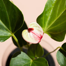 画像をギャラリービューアに読み込む, 【限定カラー】テーブルプランツ(TablePlants) アンスリウム ※土を使わない観葉植物