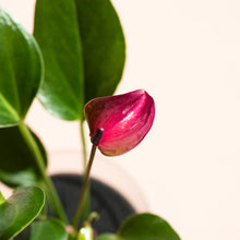 画像をギャラリービューアに読み込む, 【限定カラー】テーブルプランツ(TablePlants) アンスリウム ※土を使わない観葉植物