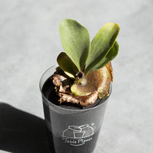 画像をギャラリービューアに読み込む, 【土を使わない観葉植物】テーブルプランツ(Table Plants) コウモリラン(ビカクシダ) ※数量限定