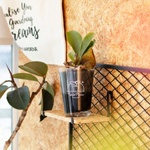 画像をギャラリービューアに読み込む, 【土を使わない観葉植物】テーブルプランツ(Table Plants) コウモリラン(ビカクシダ) ※数量限定