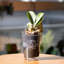 画像をギャラリービューアに読み込む, 【土を使わない観葉植物】テーブルプランツ(Table Plants) コウモリラン(ビカクシダ) ※数量限定