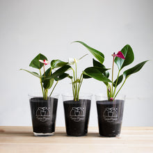 画像をギャラリービューアに読み込む, 【限定カラー】テーブルプランツ(TablePlants) アンスリウム ※土を使わない観葉植物