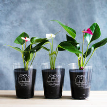 画像をギャラリービューアに読み込む, 【限定カラー】テーブルプランツ(TablePlants) アンスリウム ※土を使わない観葉植物