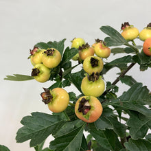 画像をギャラリービューアに読み込む, 【限定32鉢】オオミサンザシ・ビックリサンザシ 5号 ※予約商品:10/5まで 出荷予定:10/10