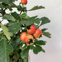 画像をギャラリービューアに読み込む, 【限定32鉢】オオミサンザシ・ビックリサンザシ 5号 ※予約商品:10/5まで 出荷予定:10/10